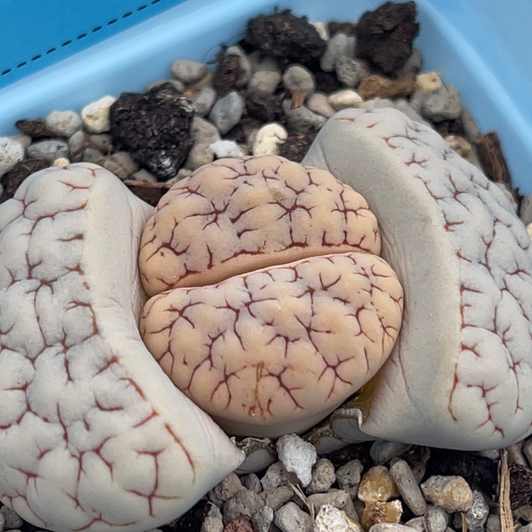 7743球体脑纹189一颗