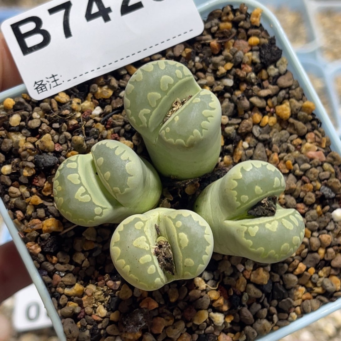 7426群生4头大牙1