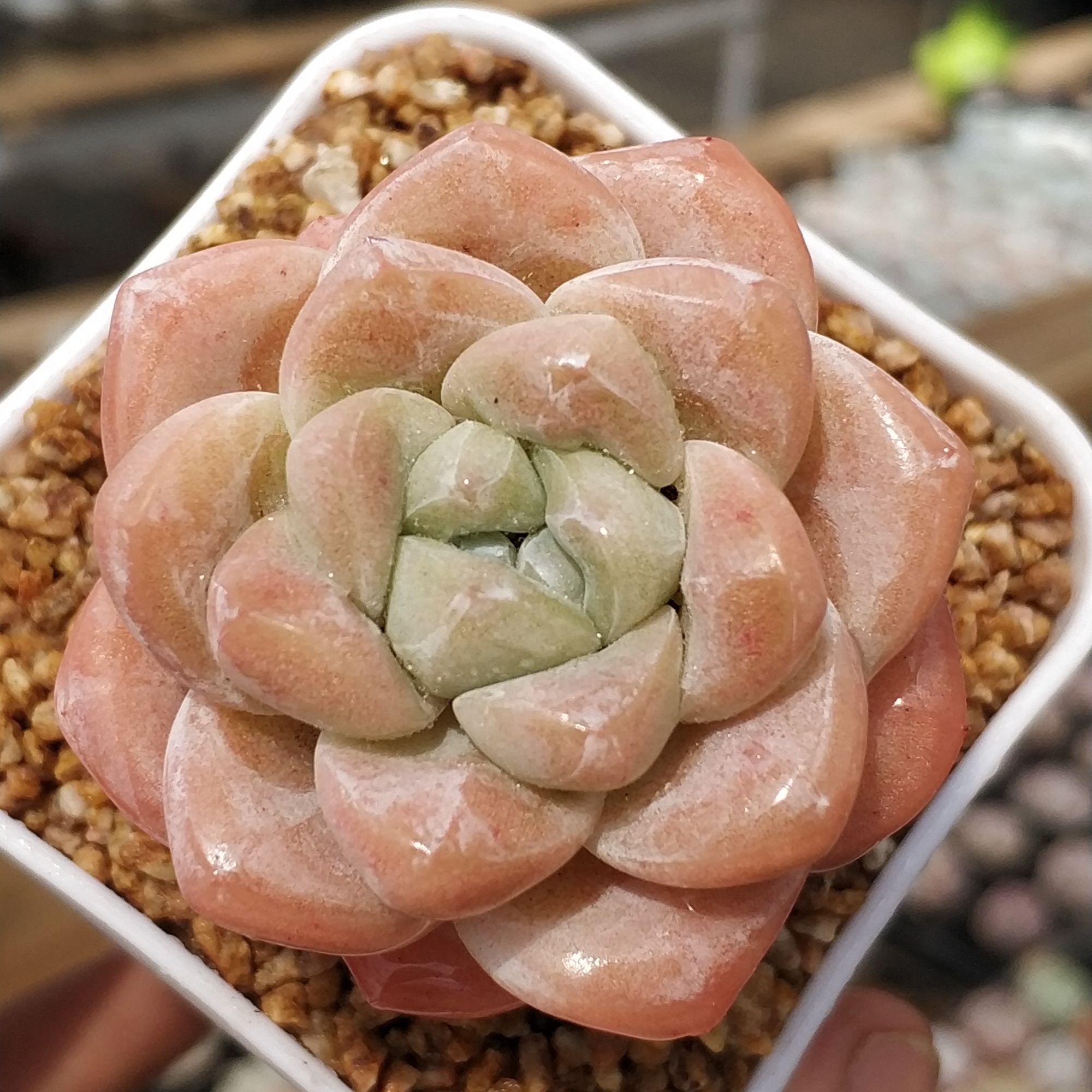 奶油冰玉8颗送盆送土一单包邮经典品种阳台多肉云南发货多肉植物