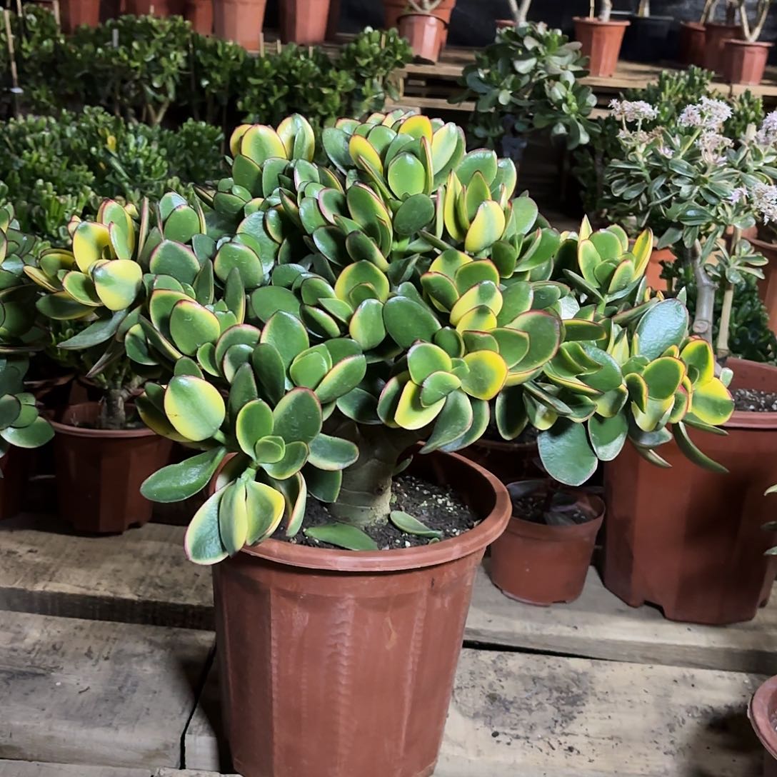 烟***)7187新花月锦带土球发货