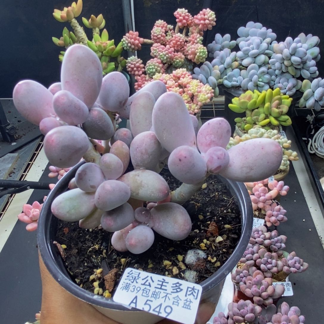 549米可奶多肉10c m