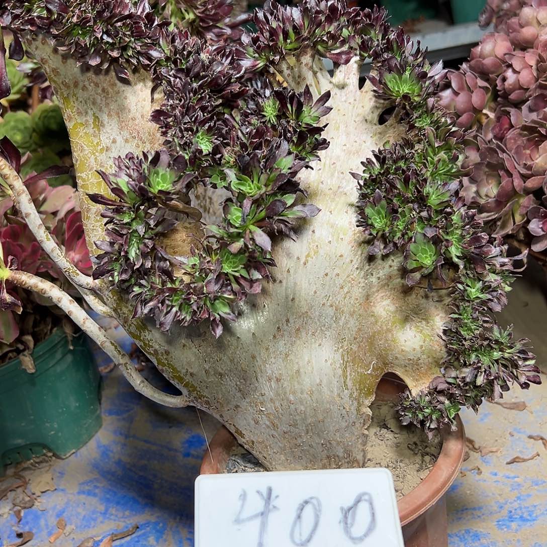 多肉植物黑法师缀花400