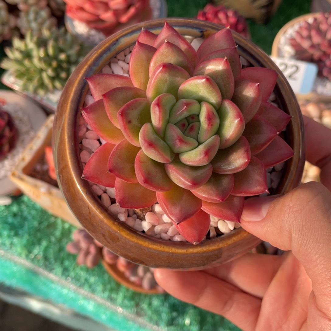 燕***来多肉植物盆栽多肉植物