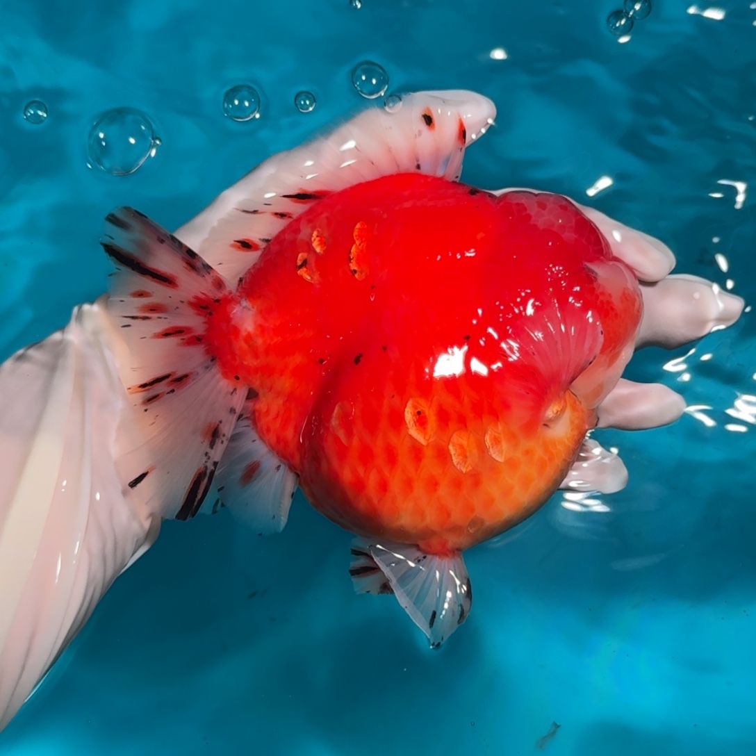 金鱼精品高货短尾将军狮