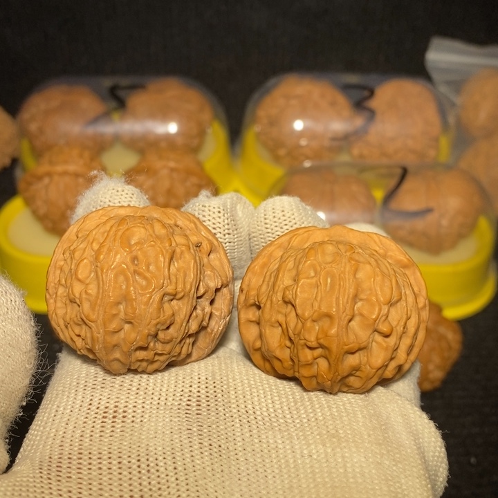 龙胆元宝狮子头38尺新春福利