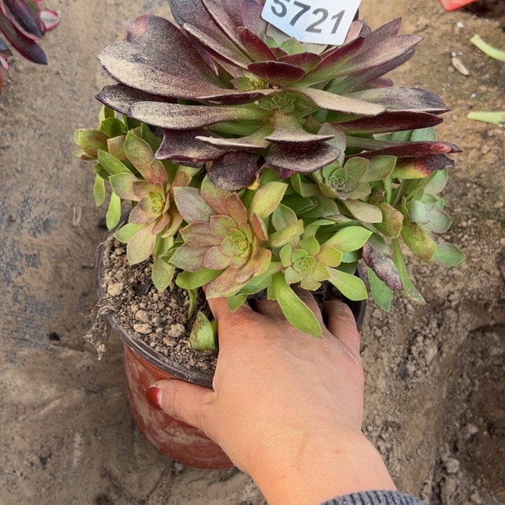 5721南炽焰连多肉植物