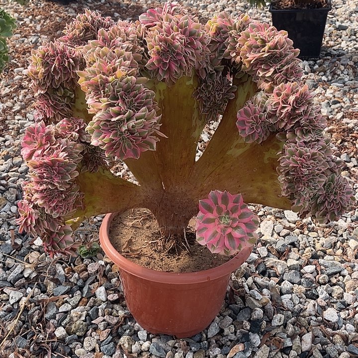 粉女巫缀化145-1脱土包邮