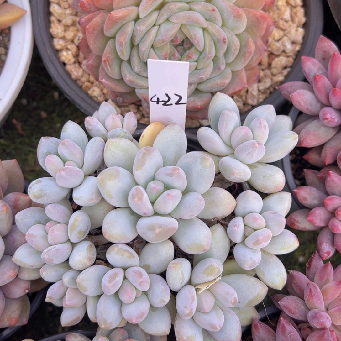 香玉的故事是一个人的故事