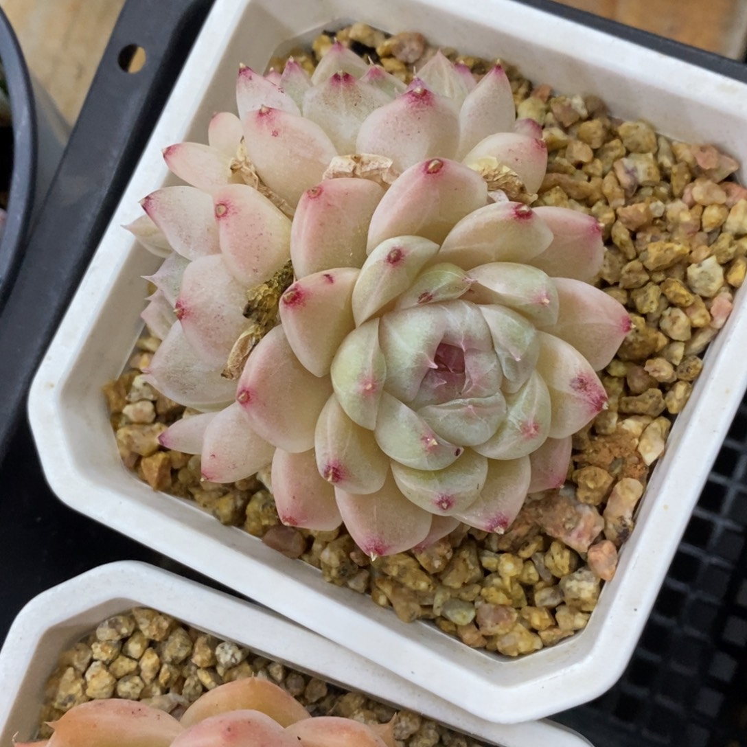 精品多肉一物一拍不包整334