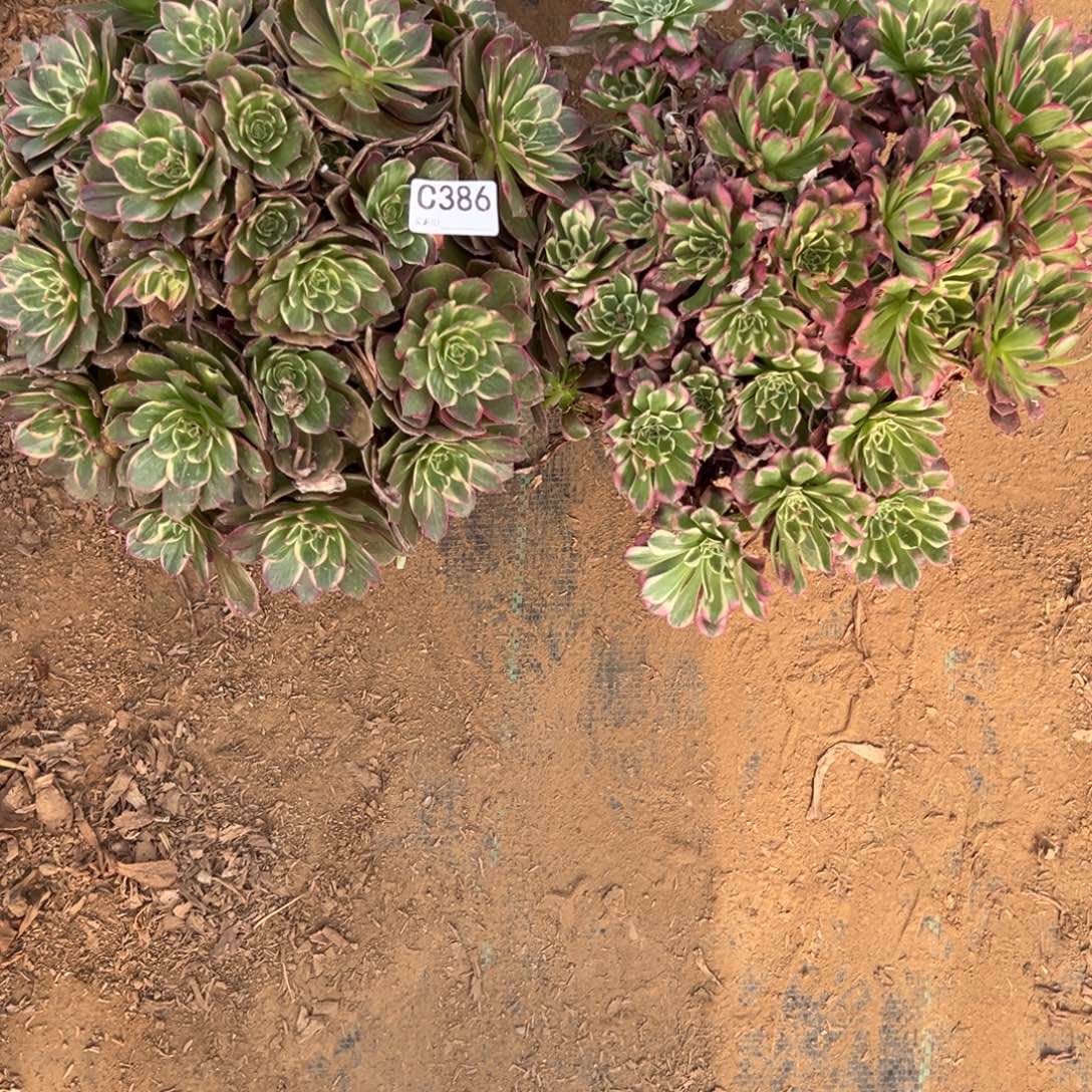 用***6386两颗组合多肉植物法师