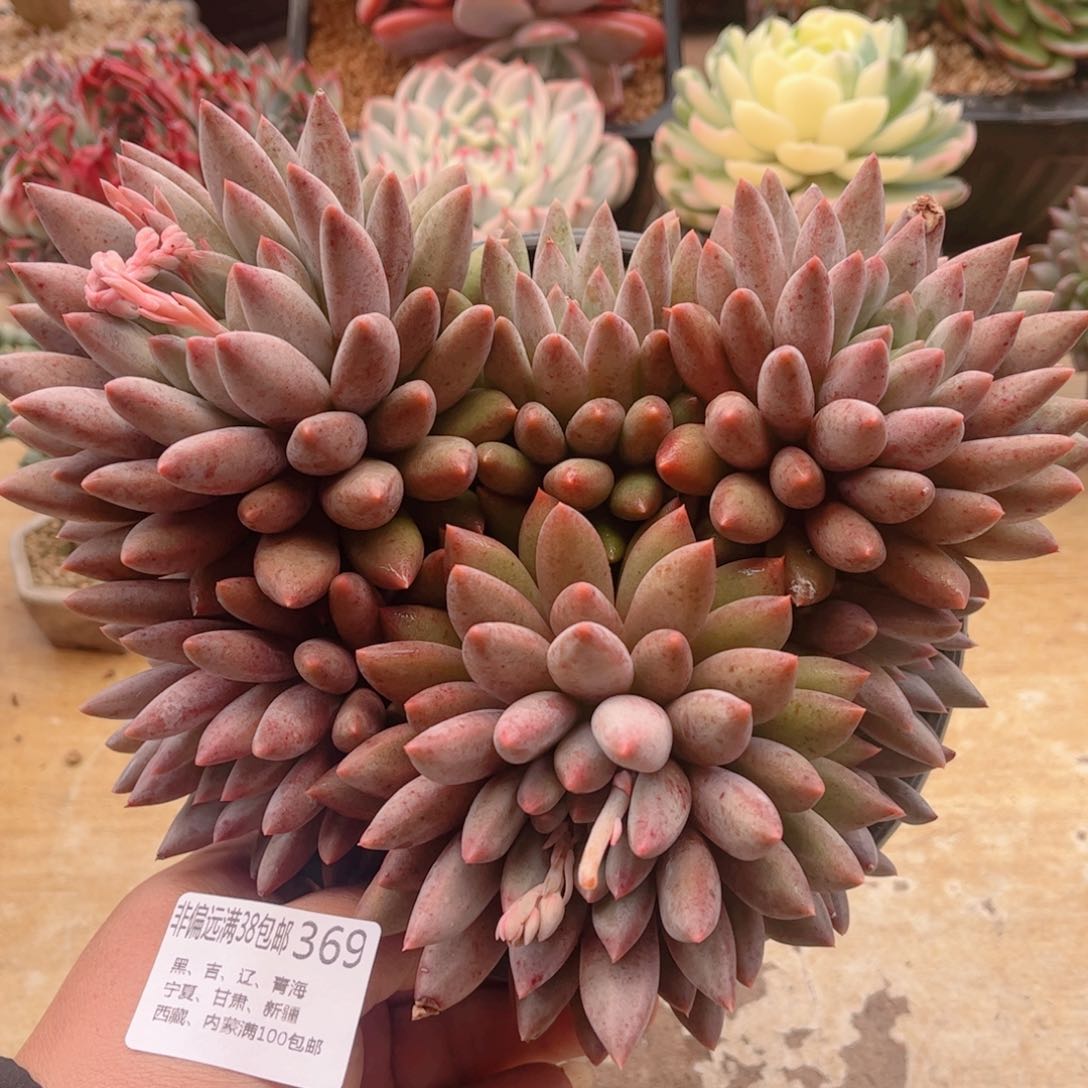 369胖体水晶球德华多肉