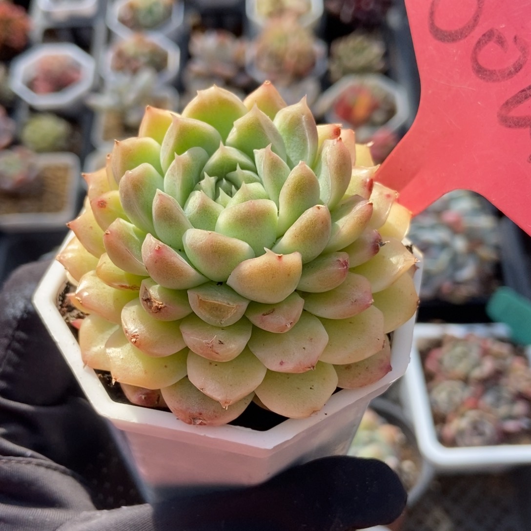 6004碟叶多肉植物保护