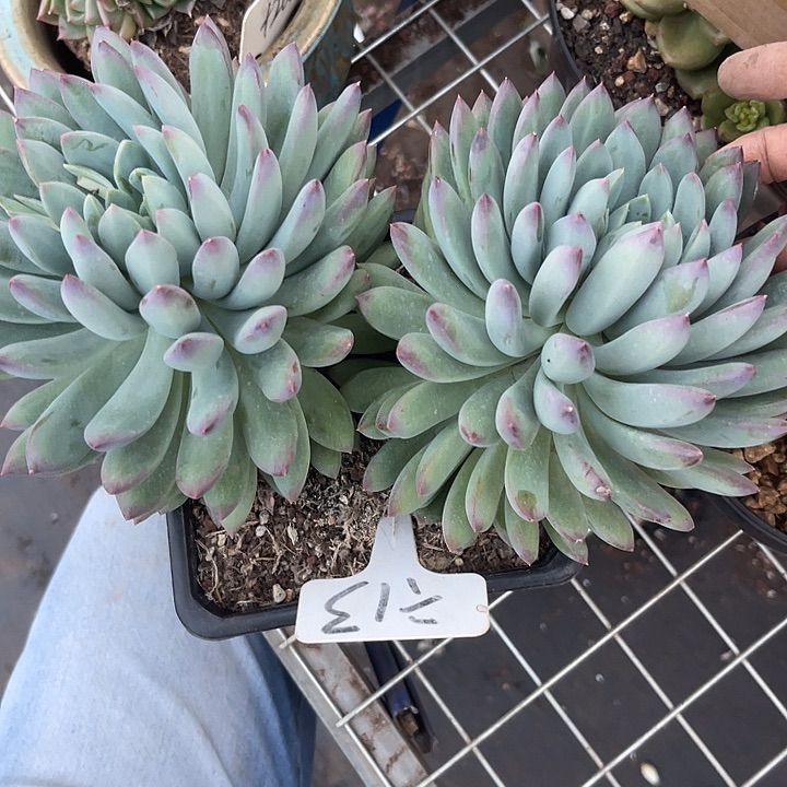 两单包邮，一物一拍13美人