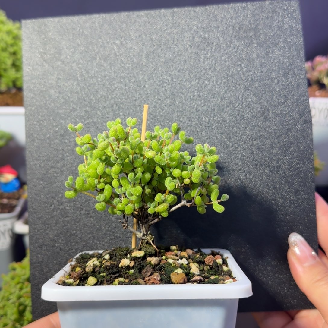 dy0638翡翠老桩直杆