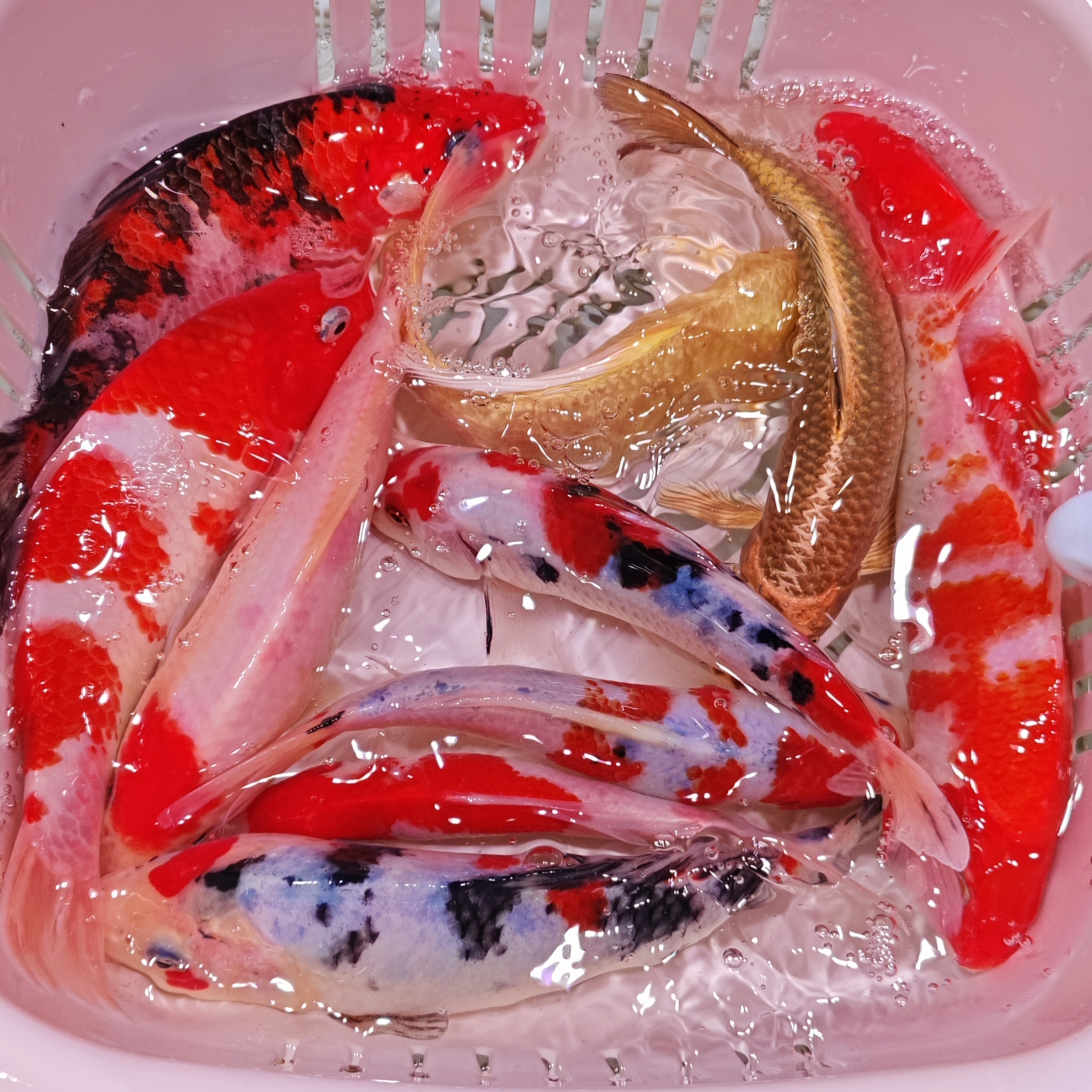 福利！超大锦鲤5条花色混搭水族活体冷水观赏鱼