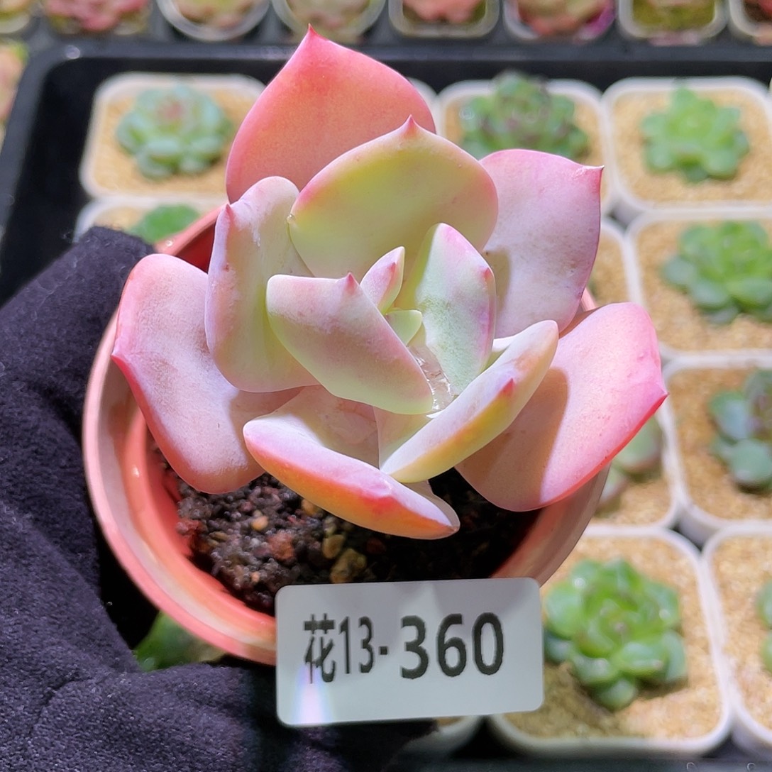 花利美13-360白凤