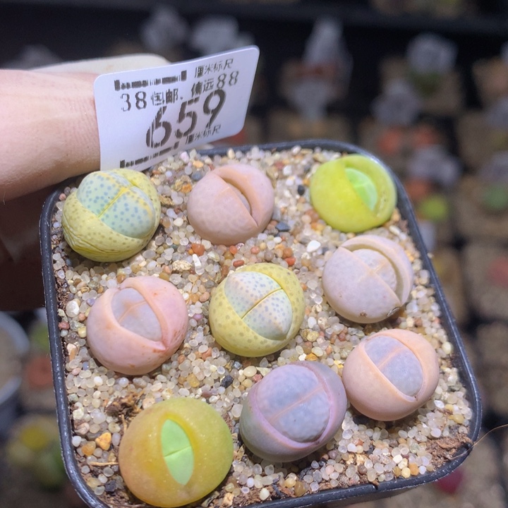 zzz精品生石花659