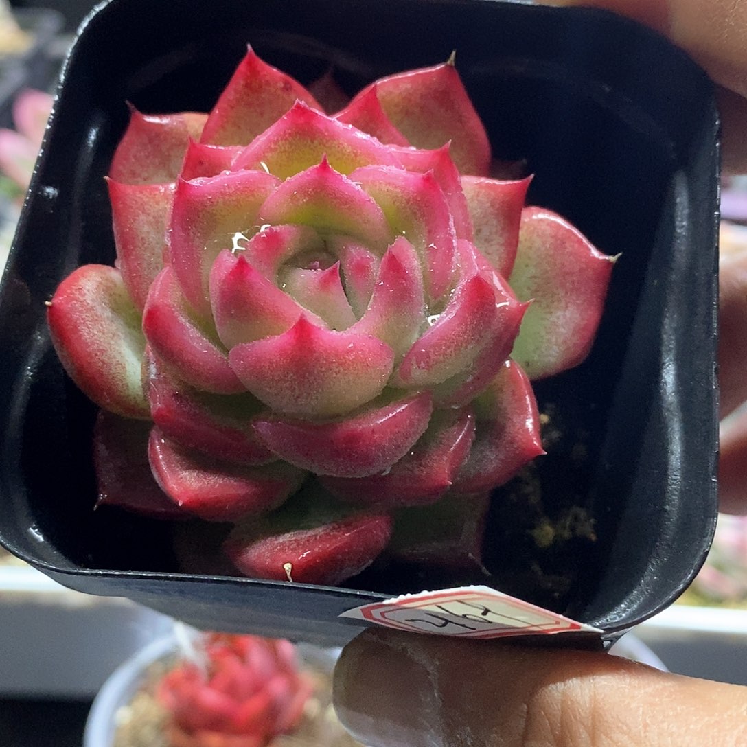 2169不知名多肉植物