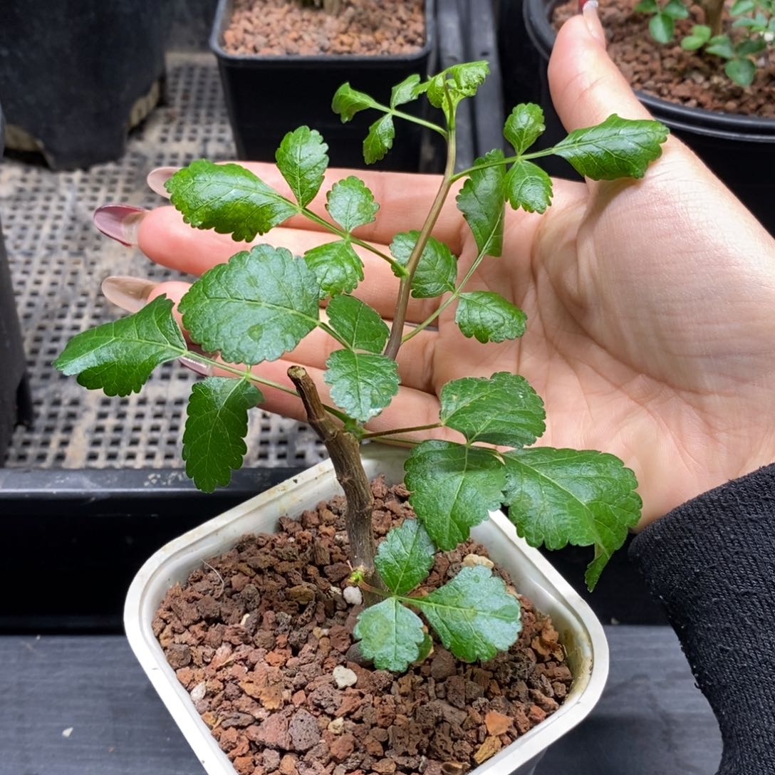阿皮纳特裂榄带盆扦插