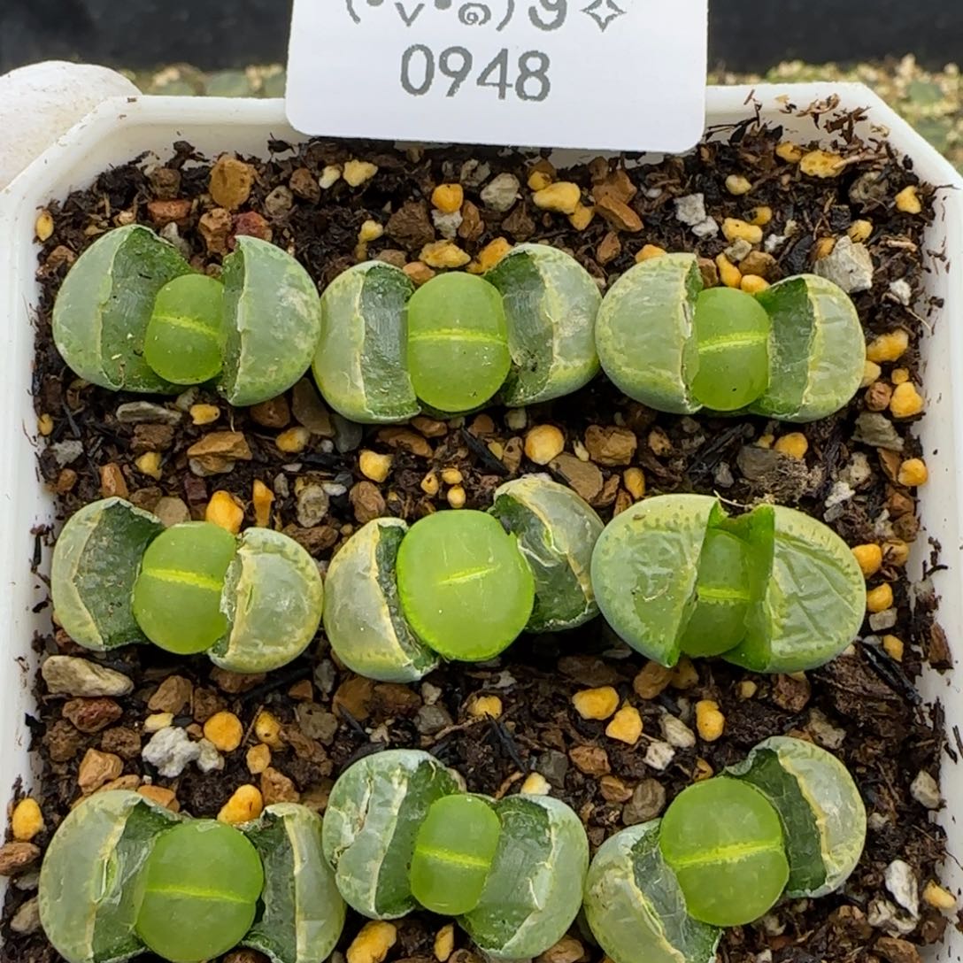 0948。一颗略高 特选绿帽子。gt。