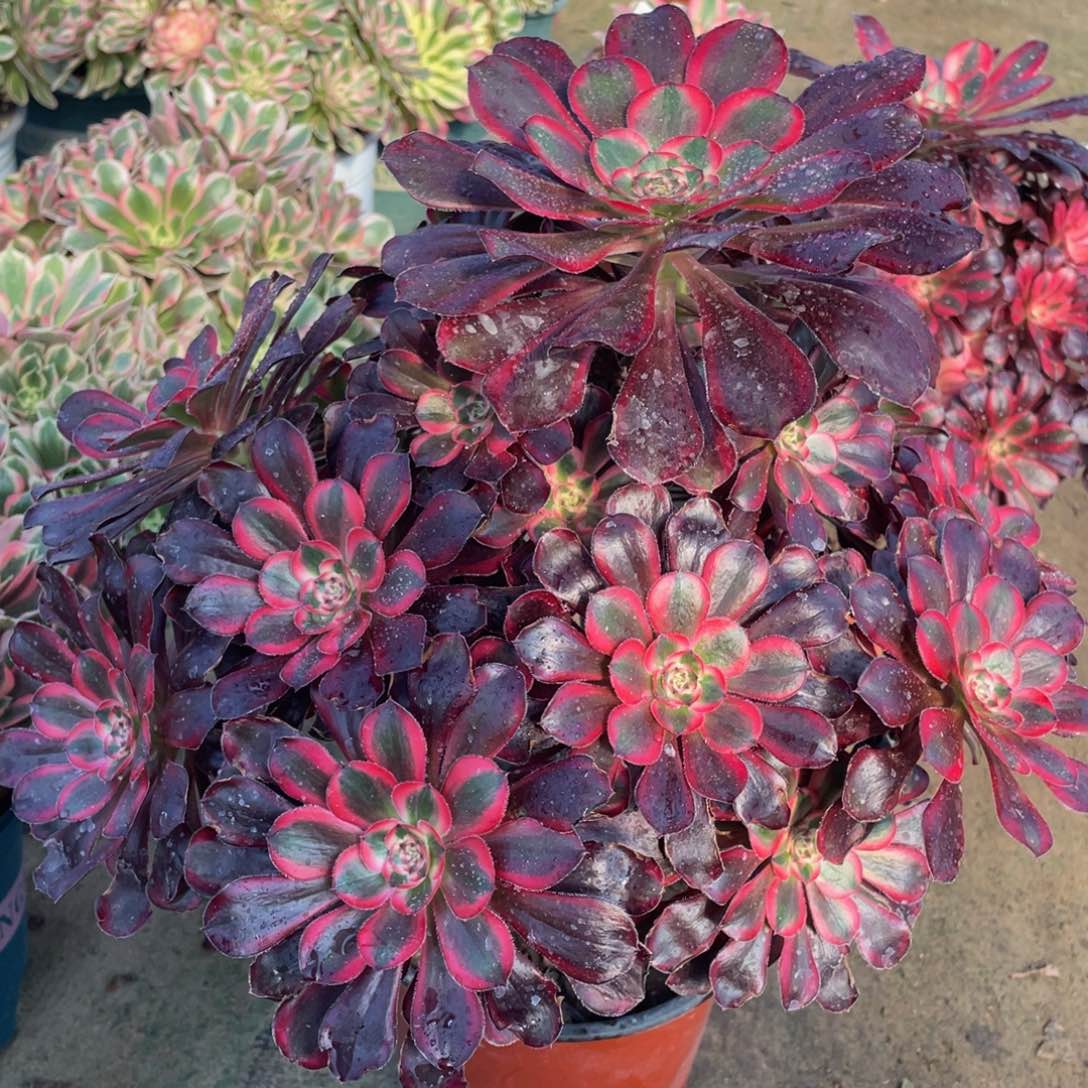 577香奈儿精品法师老桩