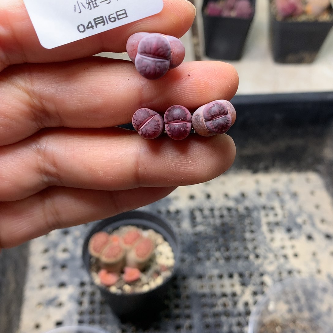 D741多肉植物保护研究所