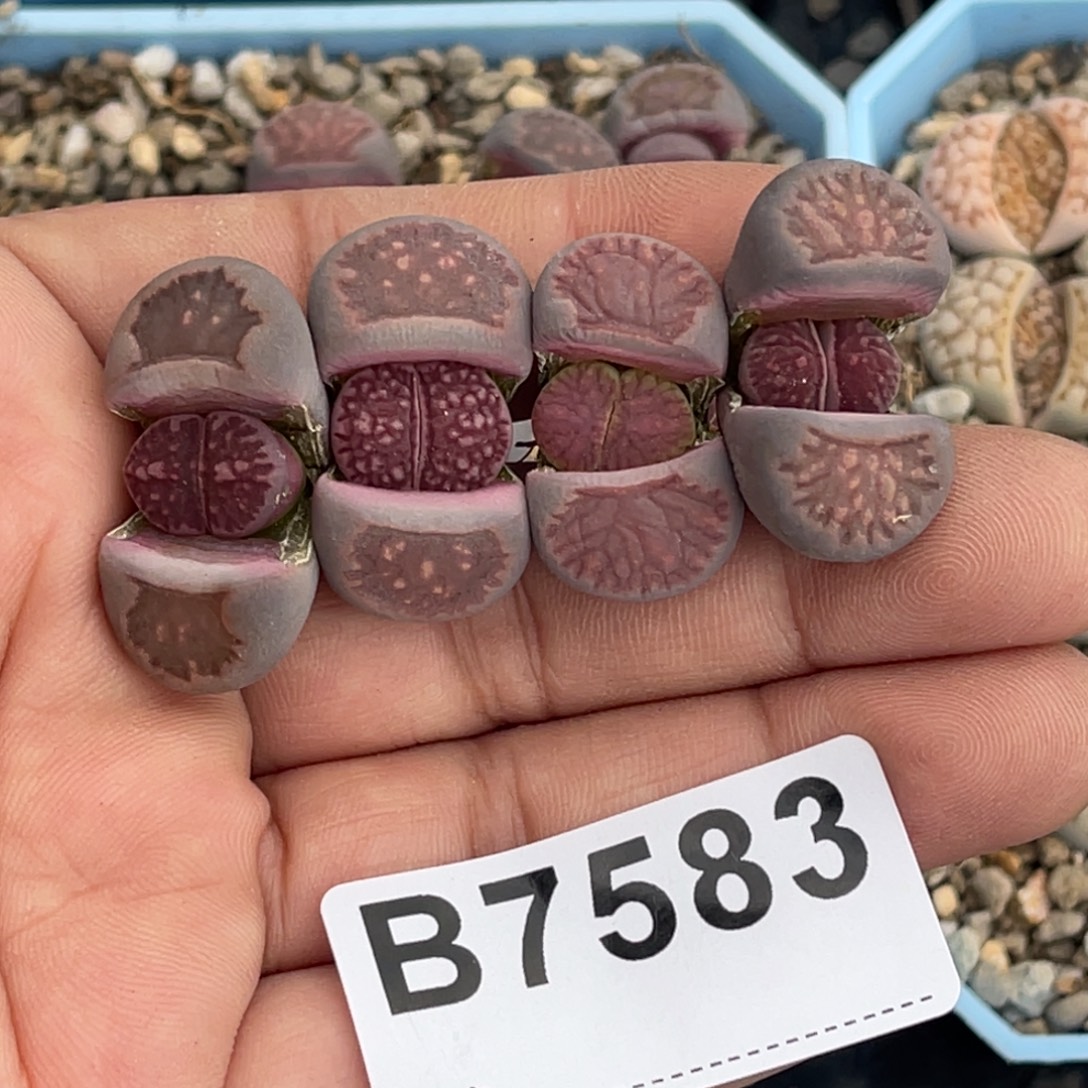 西***柚7583紫菊4颗专拍的