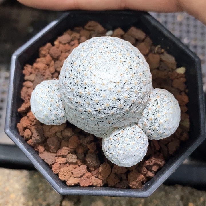 孤品实生日系白鸟小群生5cm新年福利