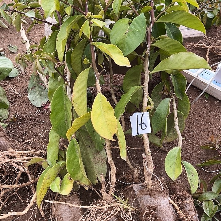 50公分左右叶仙五颗编号16