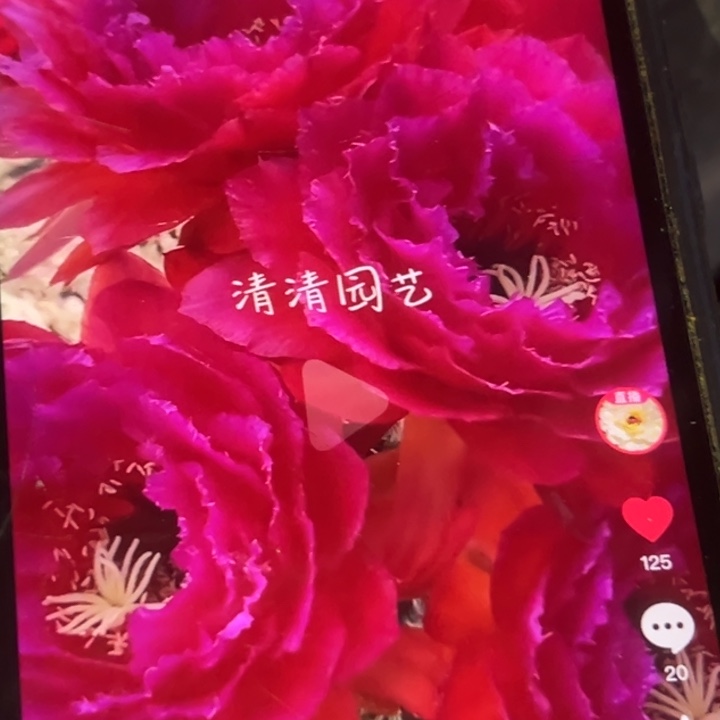 清清13侧牙瑕疵黑点