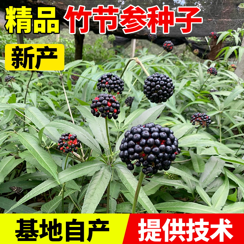 2025优质竹节参种子药材种子竹节参产地批发提供技术当季新种