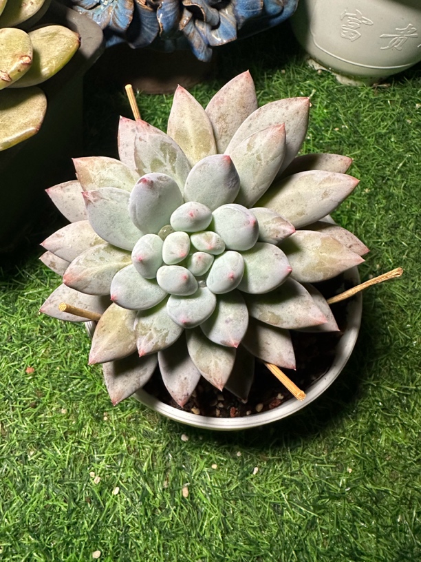 程成多肉植物哥特