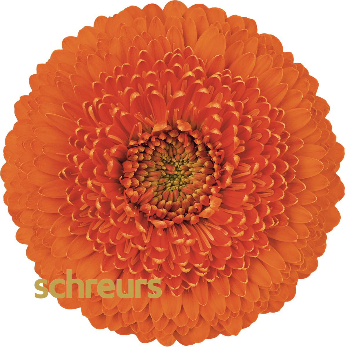 【七礼夫人】阿姆斯特丹非洲菊 小众稀有品种  云南基地现采直发