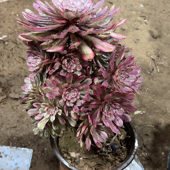 多肉植物法师紫霞仙子69