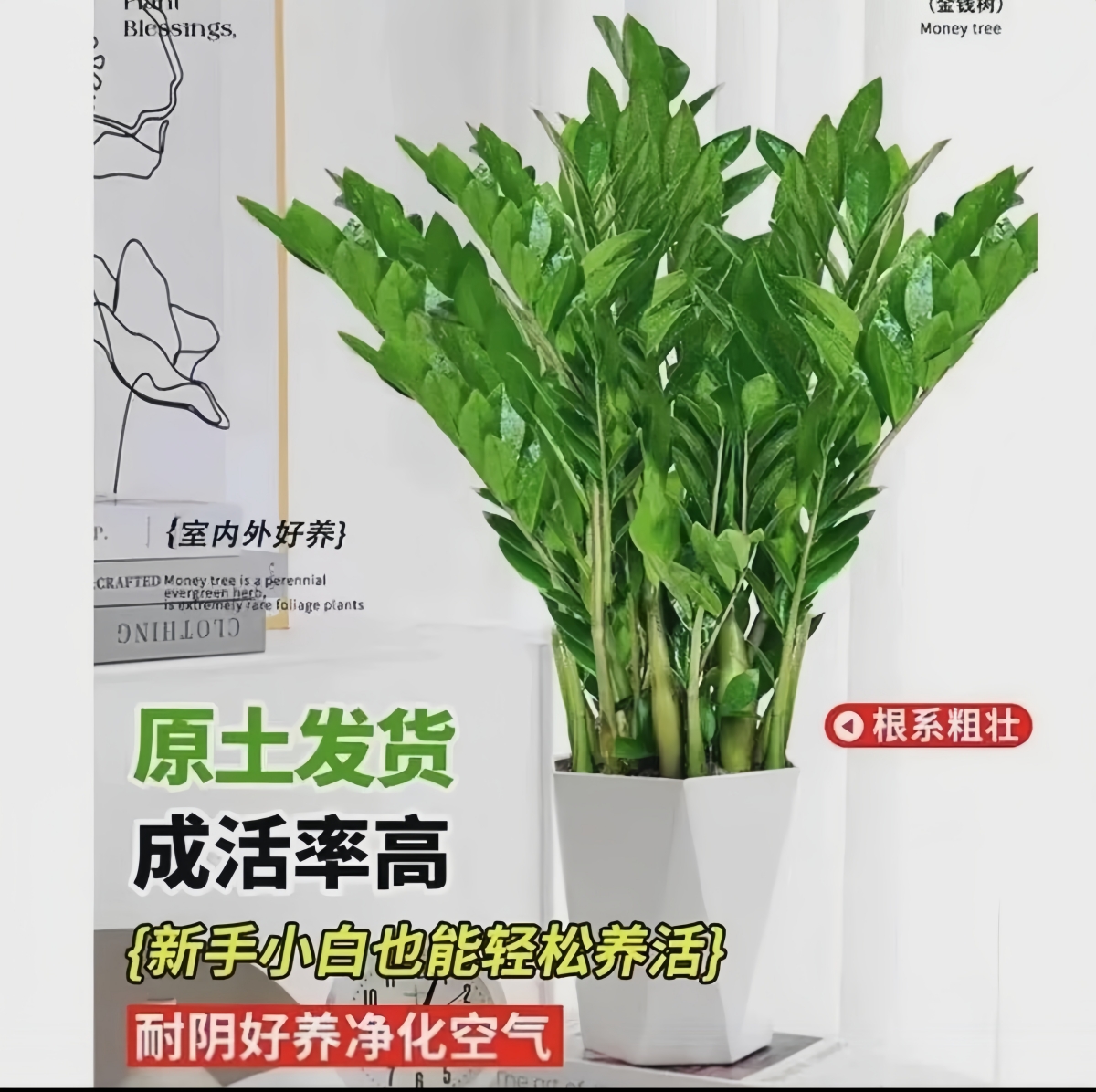 210#常青金钱树【含盆70-80厘米】招财旺宅室内前台懒人绿植10-15株