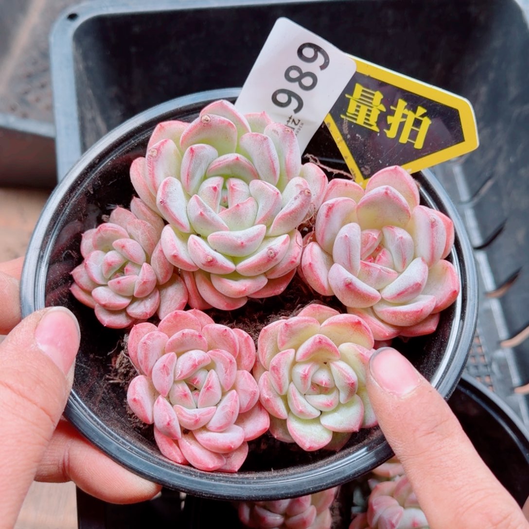 多肉植物多肉植物