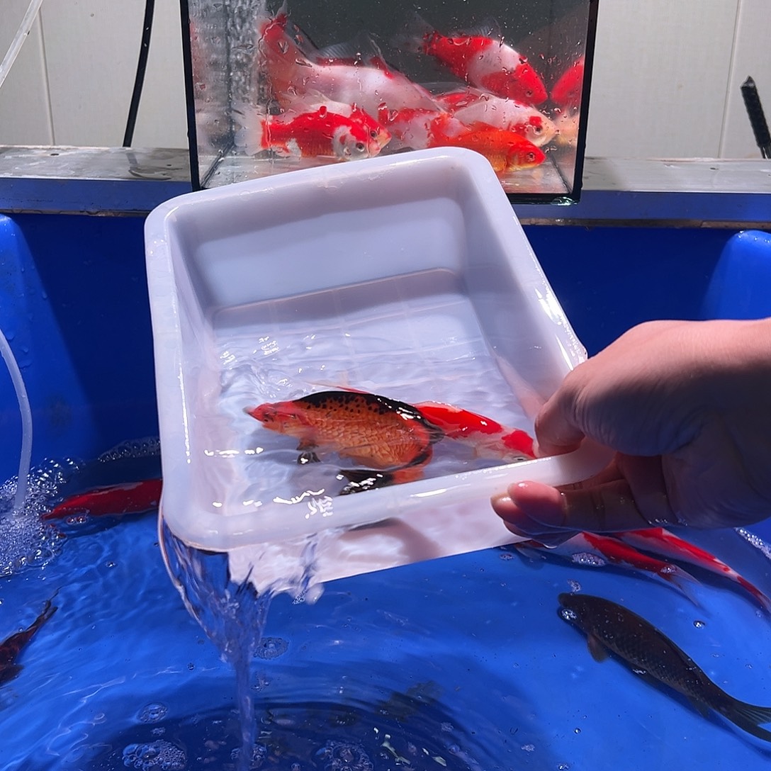 刁****海水观赏鱼福利多多8