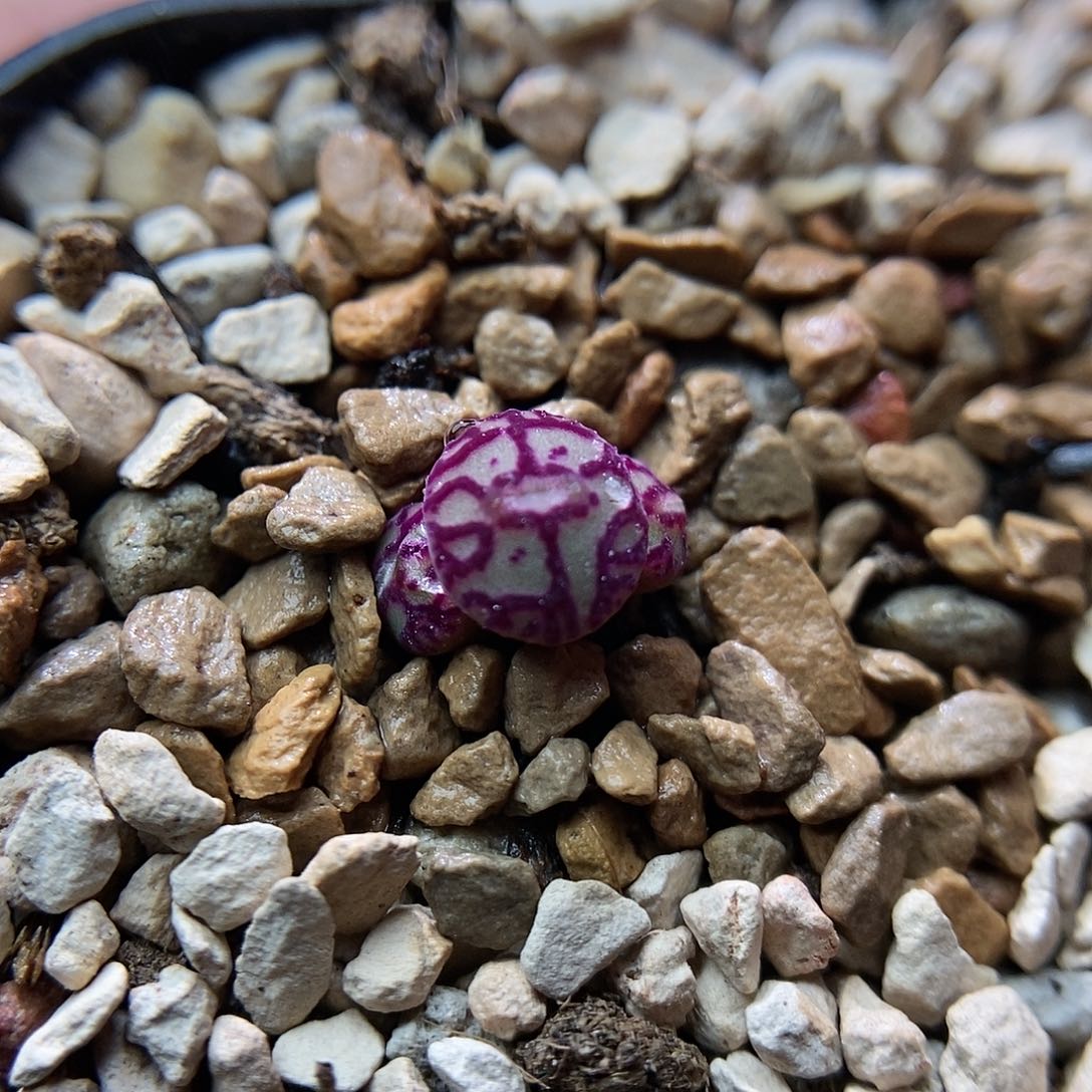 八重墨一颗三头包邮