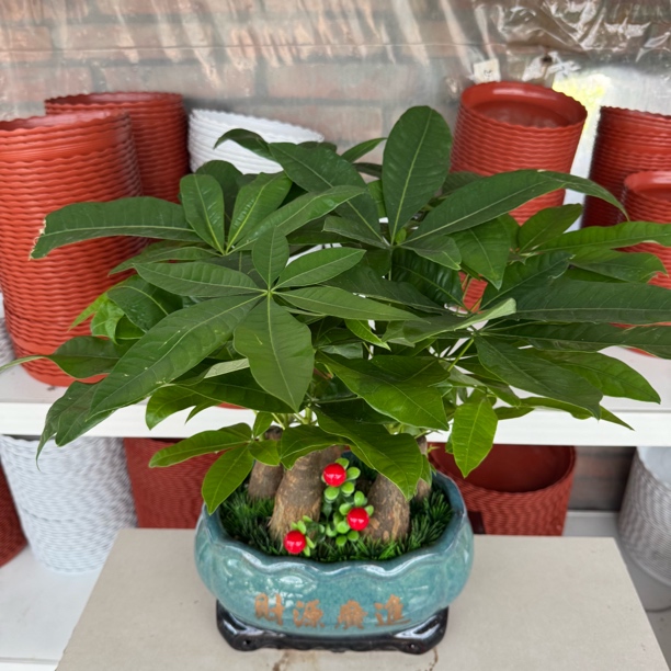 发财树盆景1盆桌面绿植