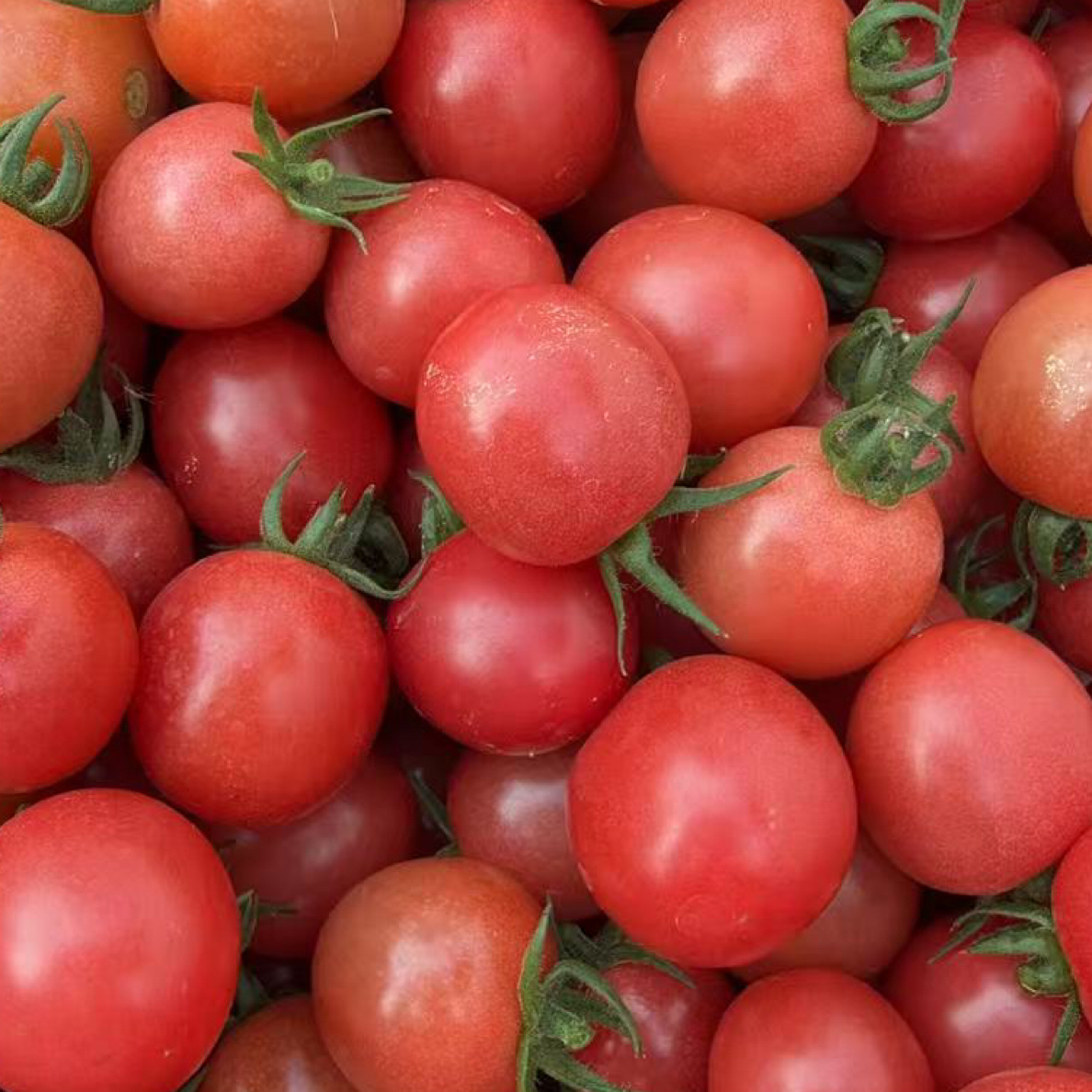 潮汕本地露天种植新鲜采摘番茄仔圣女果小番茄