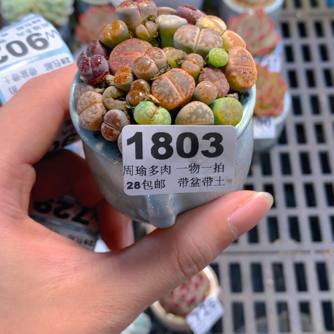 5厘米盆精控多肉1803