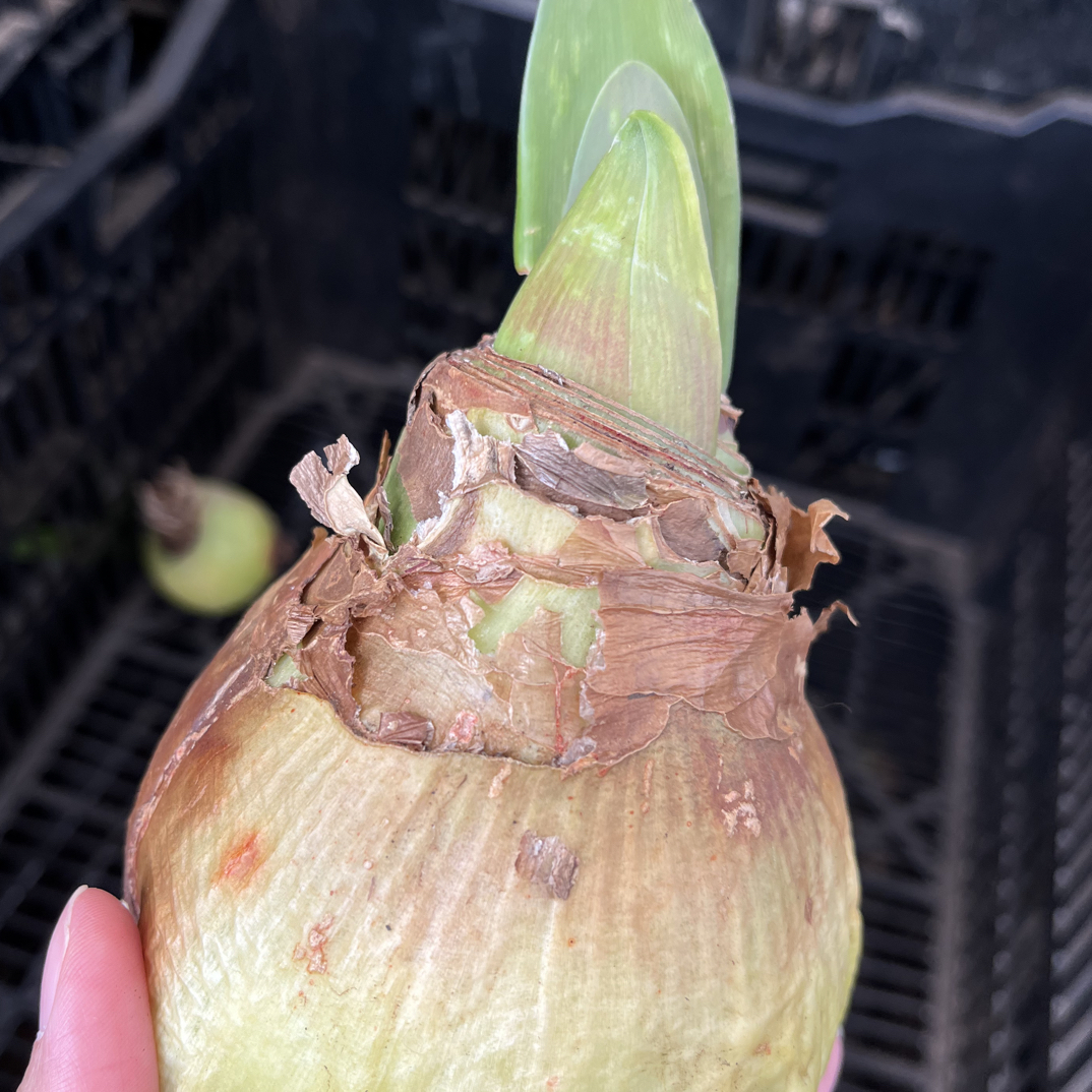 丰哥/自然球《不指定品种带花剑直径9+》 1颗朱顶红种球裸球发