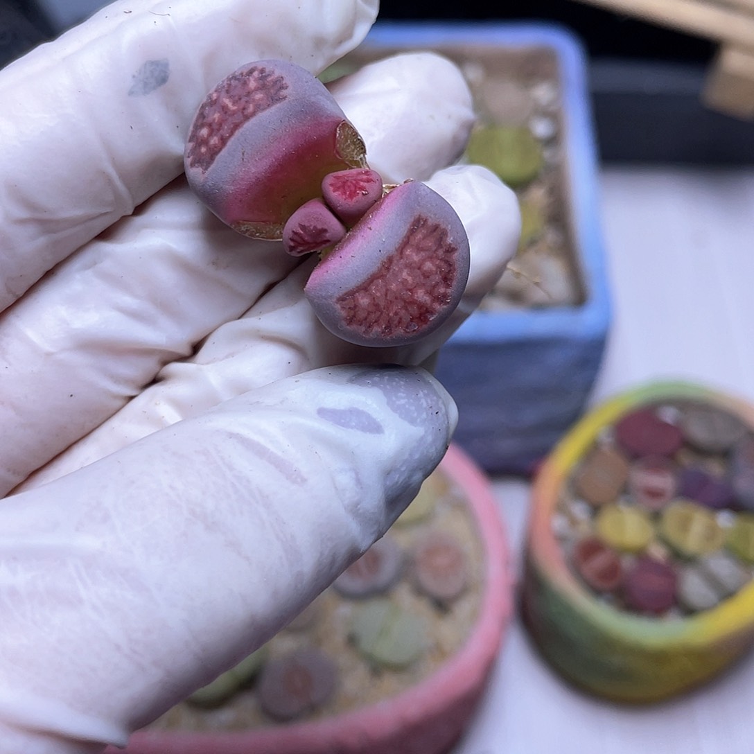 214号 紫菊小怪兽