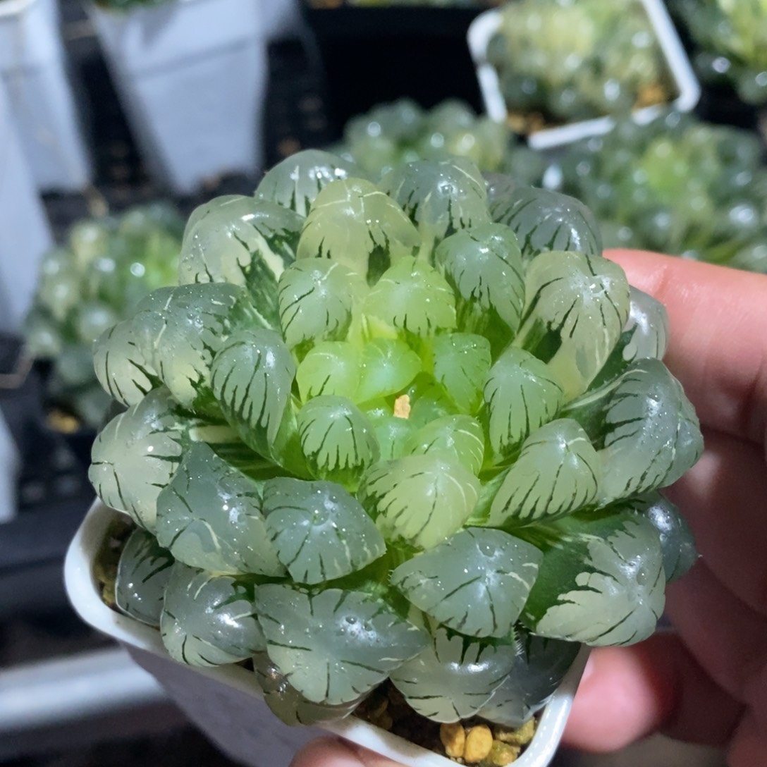 一颗湖水玉露锦 开播福利