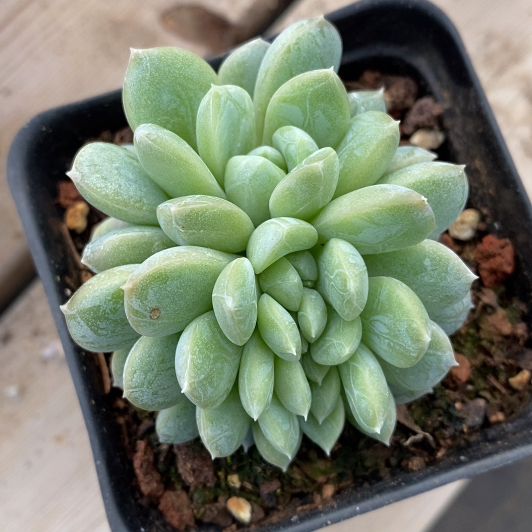 自助下单多肉下滑链接更多品种-百达翡翠缀