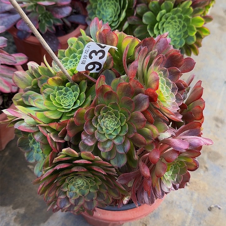 00000000000934嘉年华