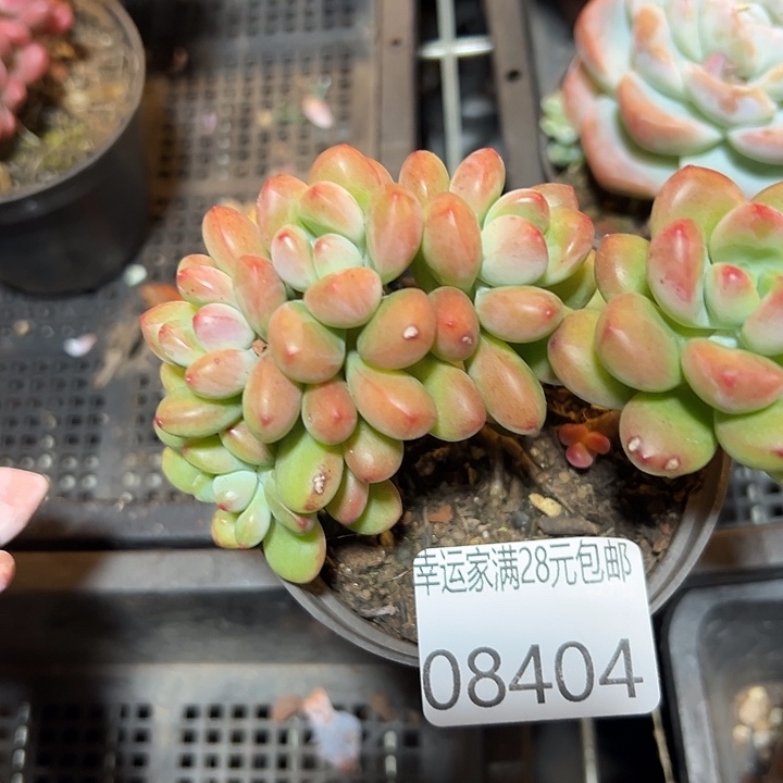 幸运的是我还在幸运
