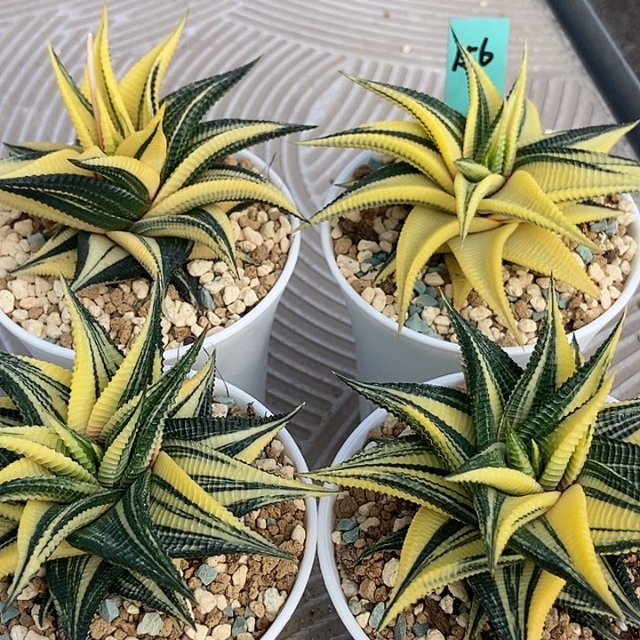 琉璃殿四个156111111111