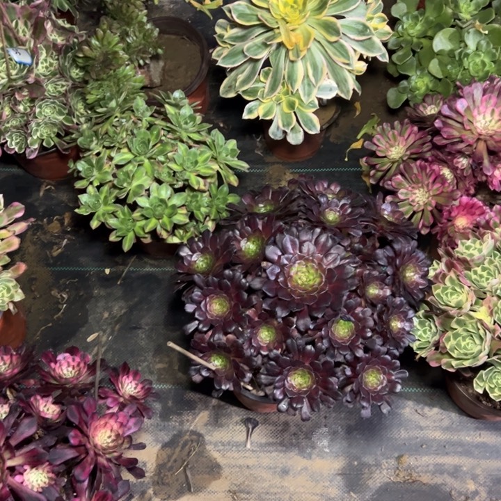 17红铜壶中多肉多肉多肉