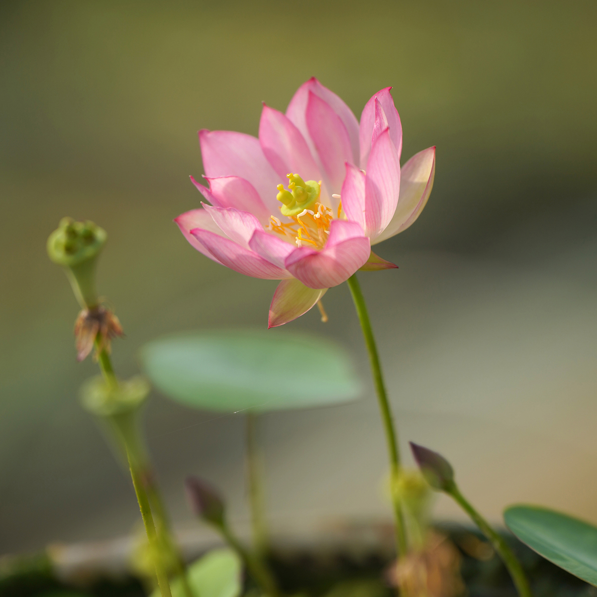 【粉妆·红袖添香】周劲松家小型阳台庭院粉色盆栽碗莲荷花种藕根苗